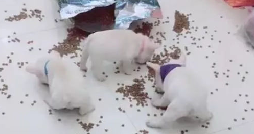 4只斗牛犬犯罪团伙犯案偷吃狗粮,之后他们被铲屎官完爆