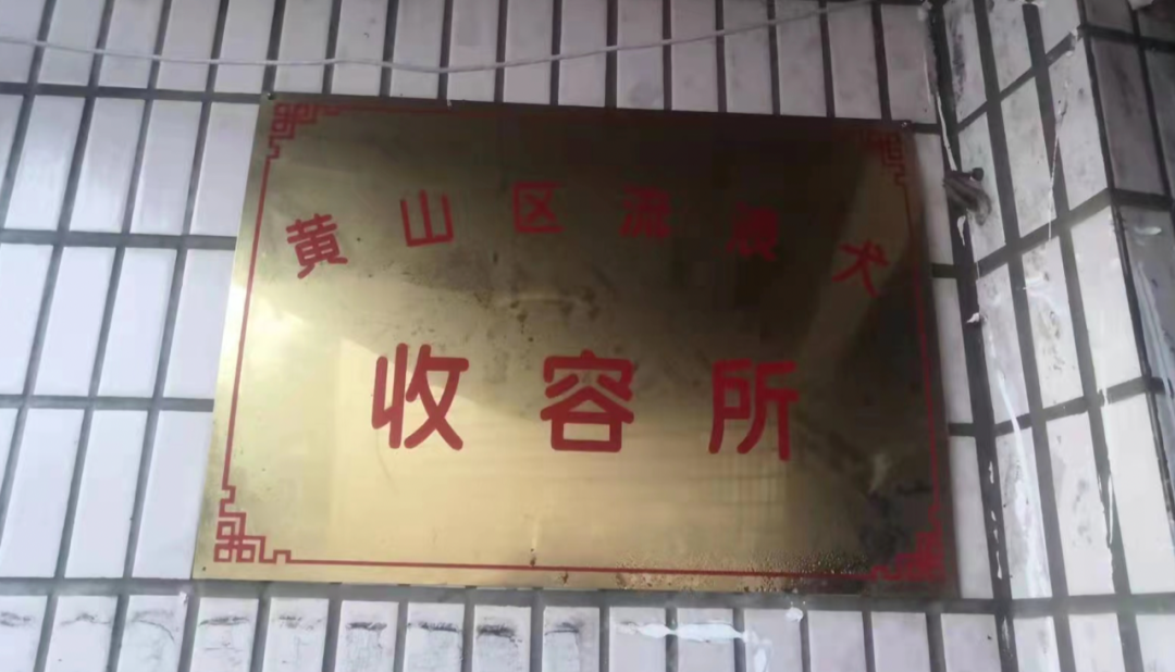 疫情当下,这个“傻”大姐,用十余载守护一方猫狗!