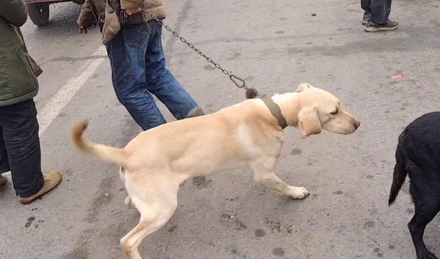 拉布拉多在挣脱主人后,也避免了上狗肉车