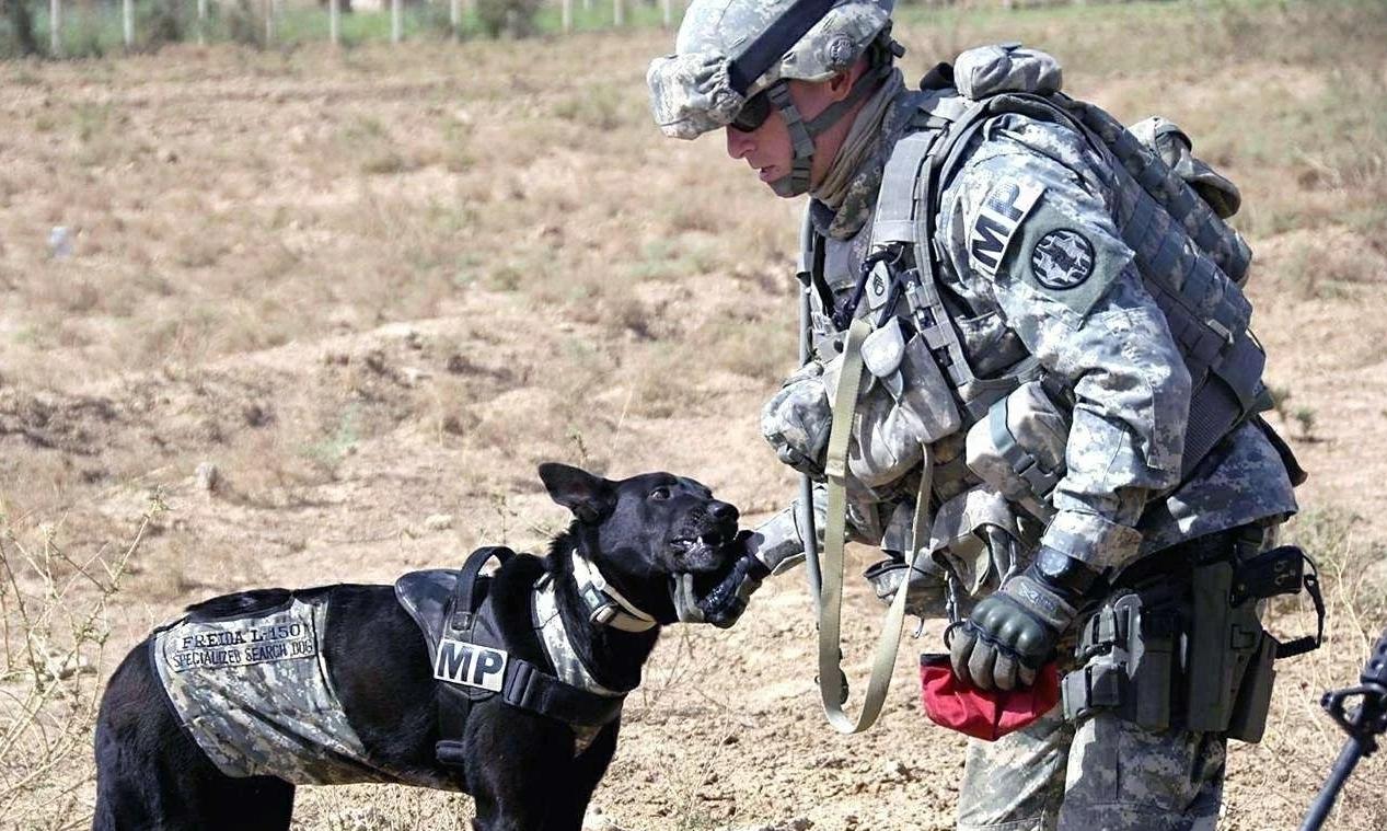 退役军犬大街上挣脱绳索,咬死路人!调查结果令人落泪