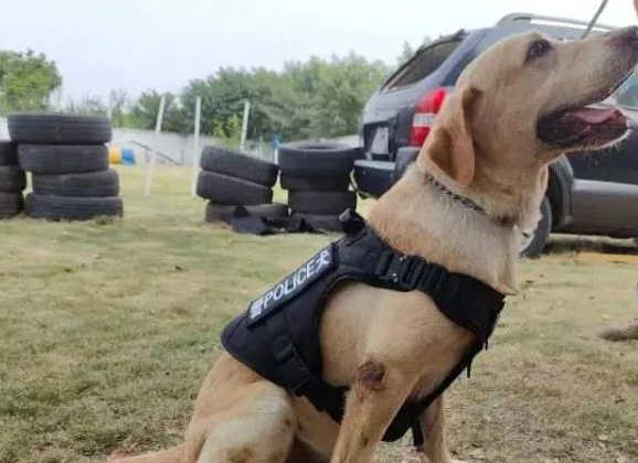 你想拥有一只警犬吗?上海首批退役警犬开放领养!