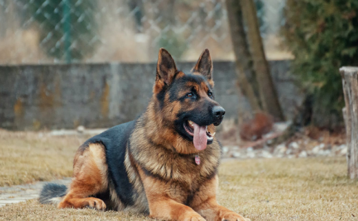 7岁娃被邻居家狗抓伤后离世:一审判定狗主人承担70%的责任