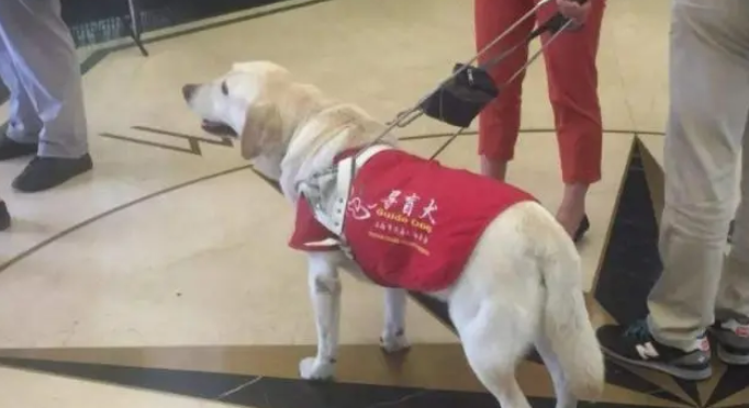 导盲犬带主人乘地铁,狗狗趴下的样子让人称赞