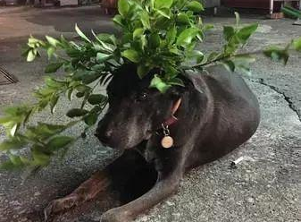 小狗趴奶奶遗照前离逝,谢谢16年前的收容,家人把它葬在庭院