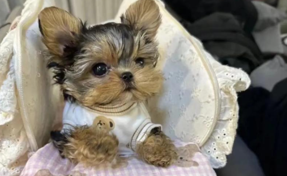 钛合金假肢让残疾小狗重获新生，科技果然能带来温暖