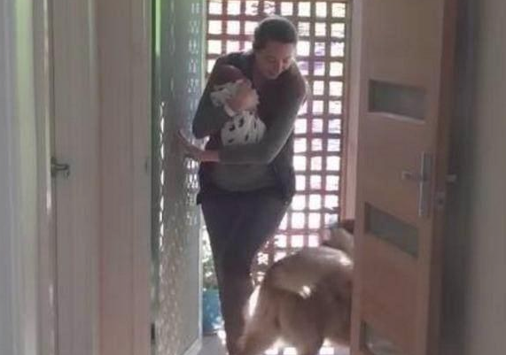 狼犬很激情的迎来宝妈妈回家了,见到宝宝后,这两支狼犬的反映太暖