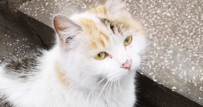 邯郸市区频现流浪猫狗 提醒:不要擅自饲养