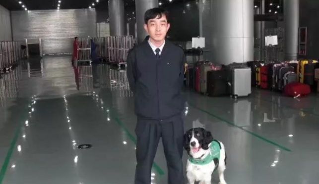 从流浪犬到军犬,尼克斯的逆袭之路经典励志!