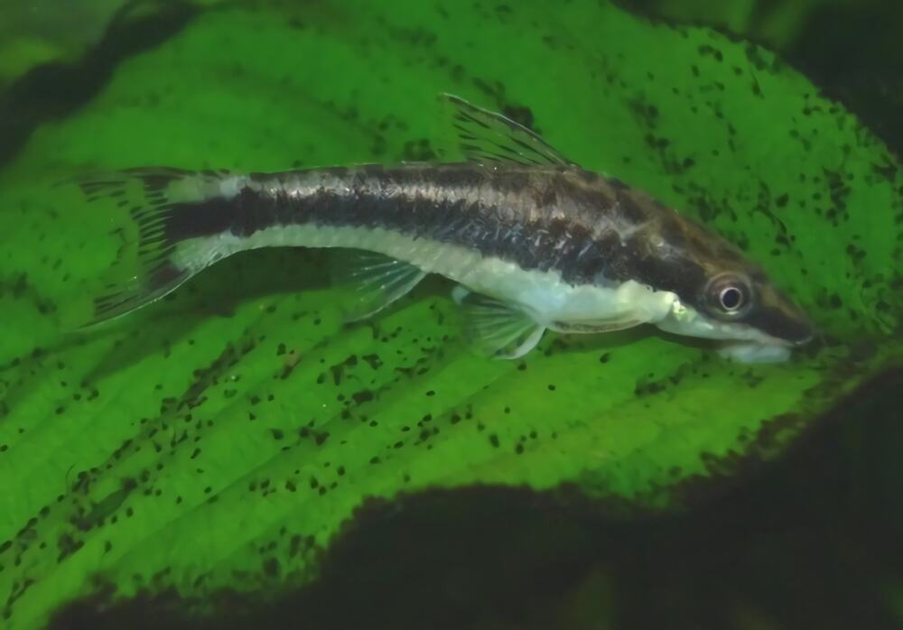 小精灵鱼身份信息