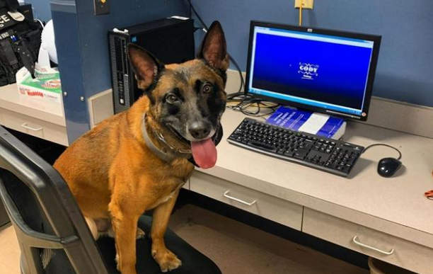 这警犬简直表情包！网友：它下班后跟我家傻狗差不多