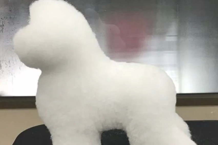 狗狗去美容,結果变为一大团肥皂泡,害怕拿水一冲就没有了
