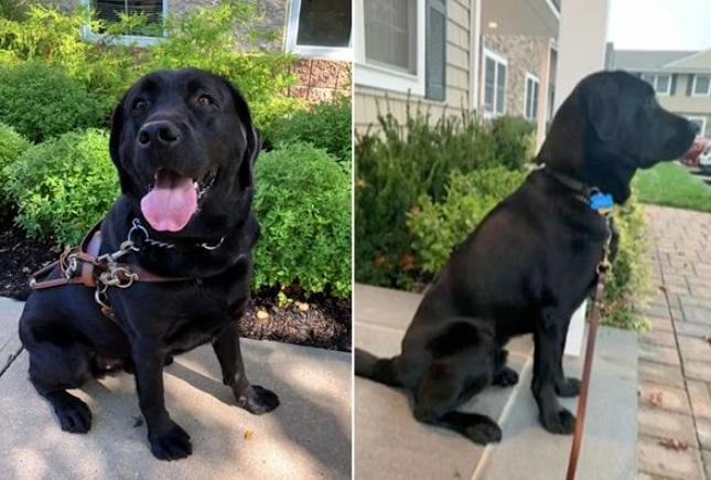 纽约视障女花15年等到心爱导盲犬,训练师竟把狗“忘在车上5hrs”热死