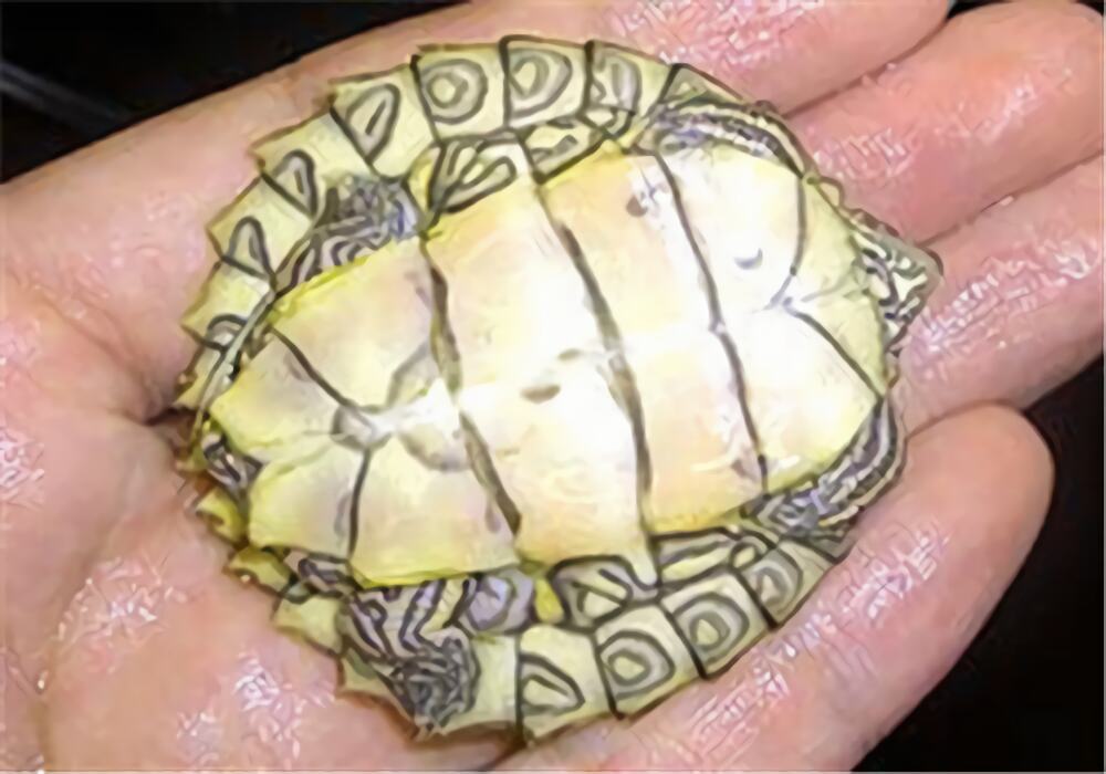 阿拉巴马地图龟身份信息