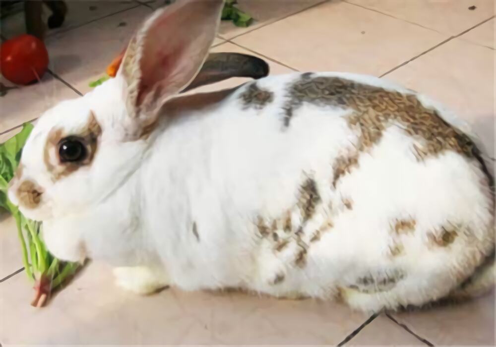 维兰特兔身份信息