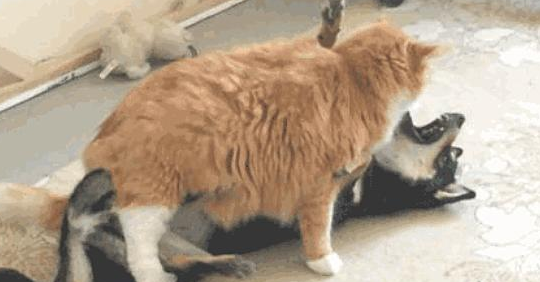 主人家听到门口小狗嚎叫声,认为出了啥事,出去一看禁不住捂着脸