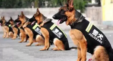 史宾格参加的比赛 | 全省警犬昨天技能大比武,看看警方怎么选狗狗!