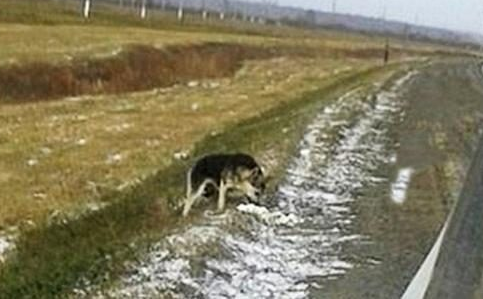 主人出车祸去世,西伯利亚版“忠犬小八”在路边守候2年,一直盼望主人能出现