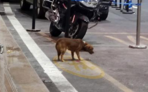 忠犬飞机场等主人一年,把塑料瓶当玩具,结果主人没来它就成了家