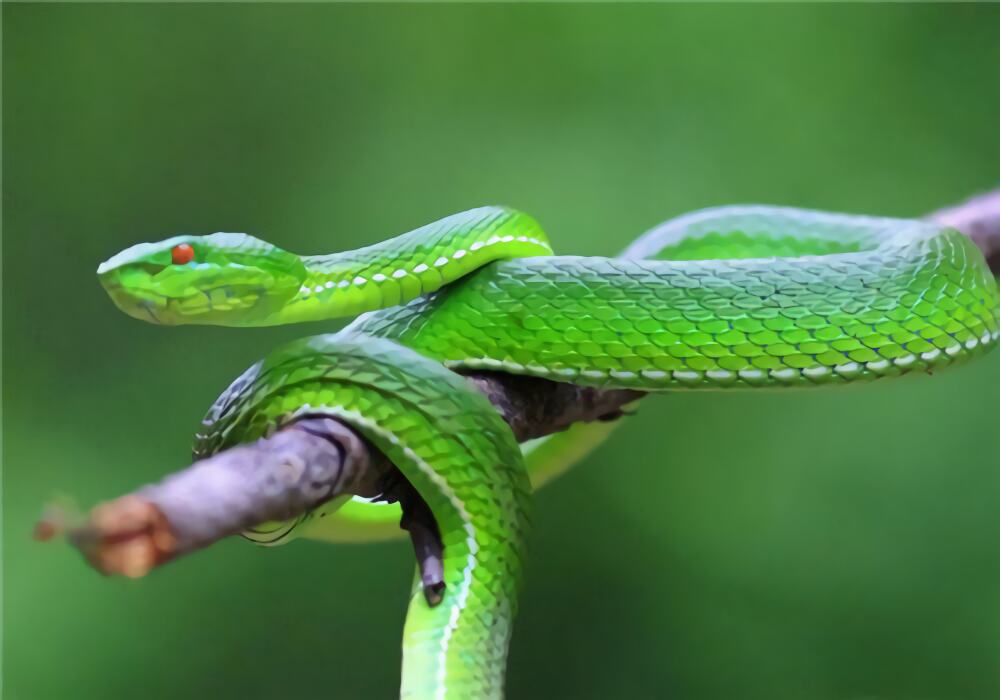 西藏竹叶青蛇身份信息