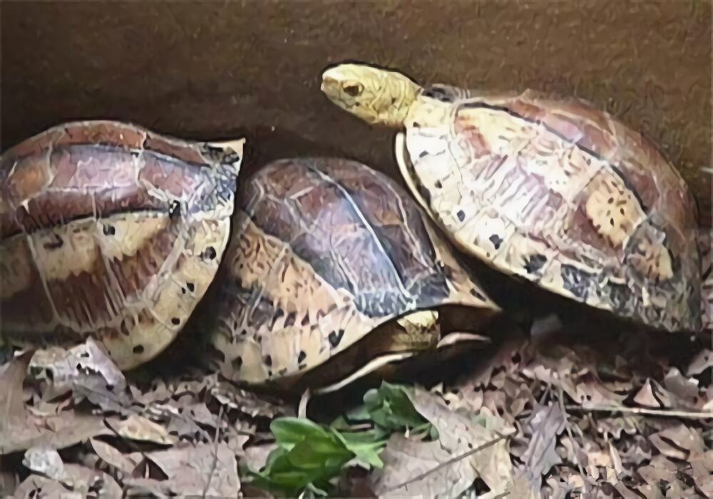 黄额闭壳龟身份信息