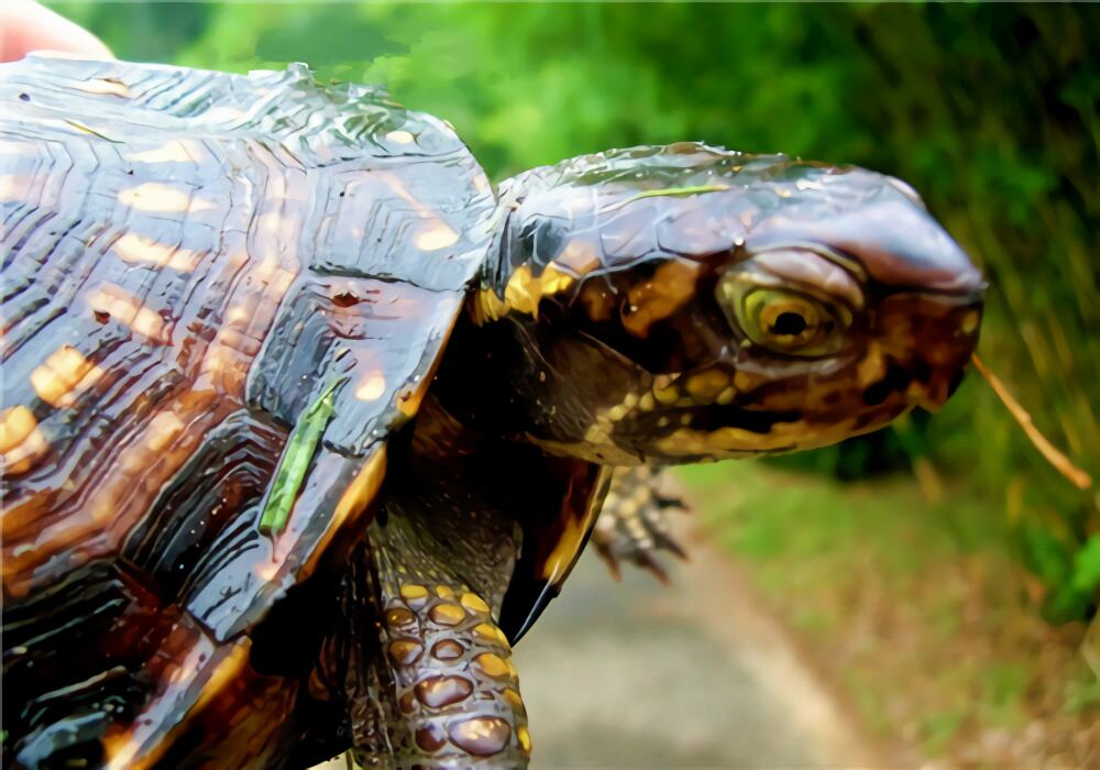 佛罗里达箱龟身份信息