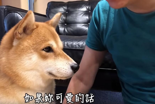 超自恋的柴犬 说不可爱就肉拳攻击