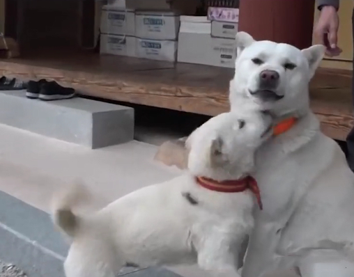 不得了了,那只出家的狗狗,居然敢下山吃肉又泡妞!