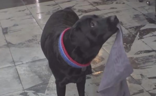 狗狗想帮主人分摊工作中，却一直帮倒忙，就算被训斥还要协助主人