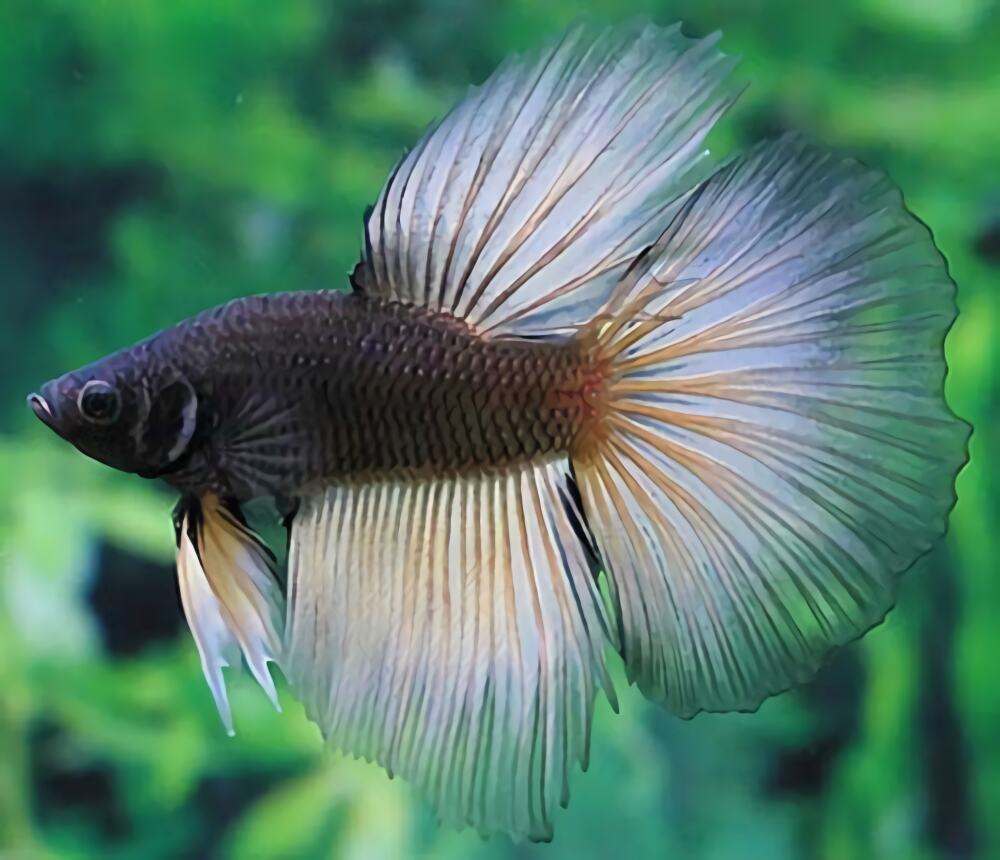 泰国斗鱼身份信息