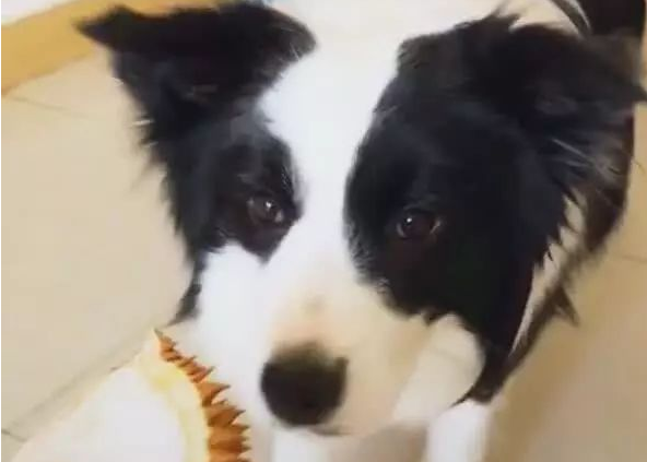 狗狗被主人坑骗闻榴莲皮，捂鼻部十分的成熟，段子手上身！