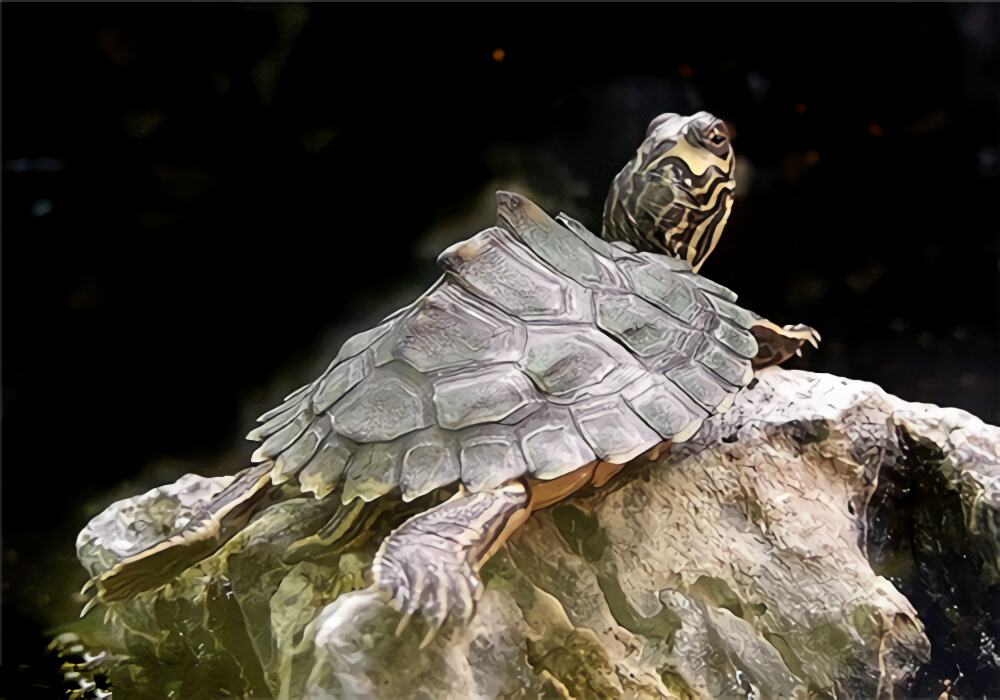 阿拉巴马地图龟身份信息