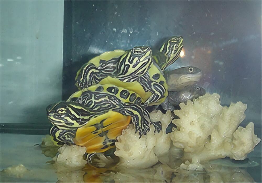 佛罗里达红肚龟身份信息