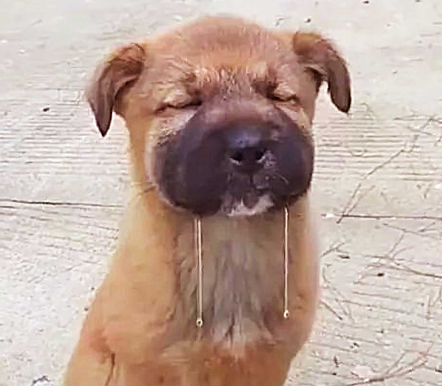 路边冲出1只流浪小狗，当它看到鸡腿后的举动，让人又好笑又悲伤