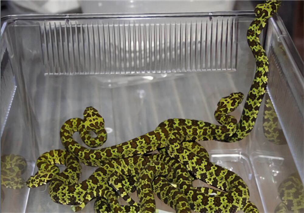 莽山烙铁头蛇身份信息