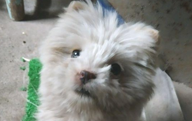 女生喂流浪犬点吃的食物后，她前脚刚进门处后脚小家伙就跟踪了家