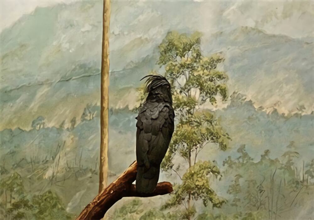 棕榈凤头鹦鹉身份信息