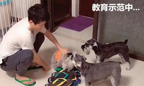 为教育狗狗不乱咬拖鞋,主人以此招示范,不料吓得狗狗相互抱团