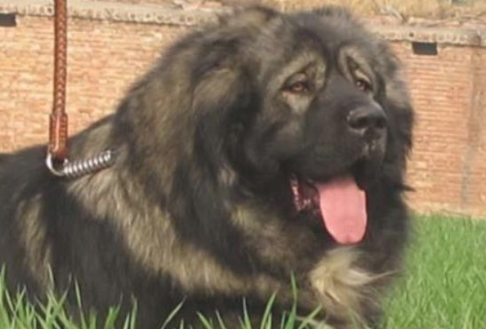高加索犬注射不配合,2个壮男按着它,打过后狗儿急得冲大夫直叫