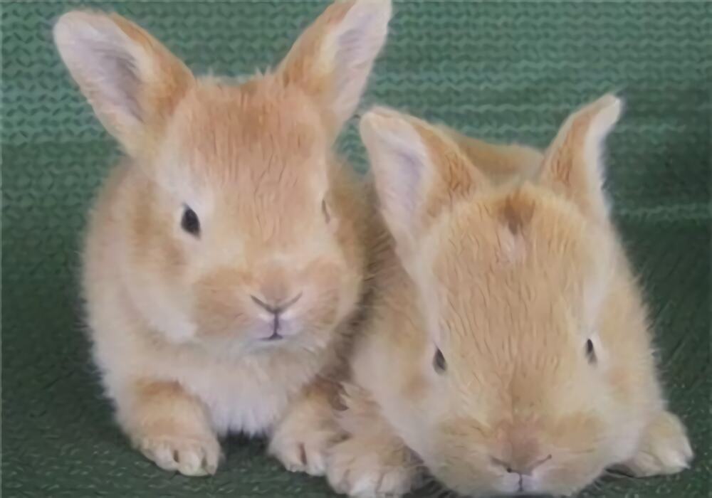 忌廉兔身份信息