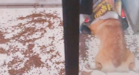 狗狗偷食被揍三耳光，柯基：想喊醒一只吃饱了的狗，不太可能！