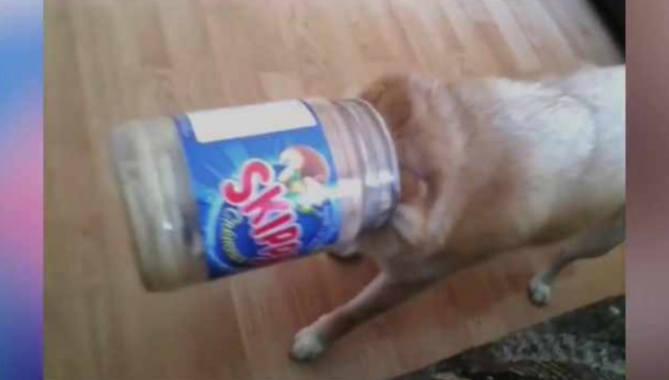 柴犬偷食物品被发觉,結果悲剧了,主人看过都禁不住哈哈大笑!