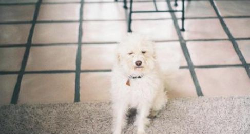 贵宾犬肾衰竭快不行,安乐死时男孩儿恳求要怀着它:我永远爱你!