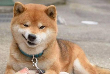 网红明星柴犬好养吗？你们说柴犬多少钱一只