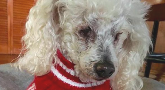 贵宾犬肾衰竭快不行,安乐死时男孩儿恳求要怀着它:我永远爱你!