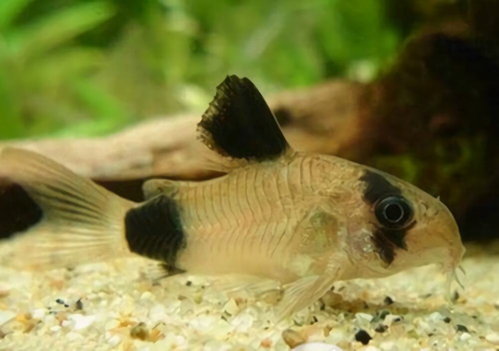 熊猫鼠身份信息