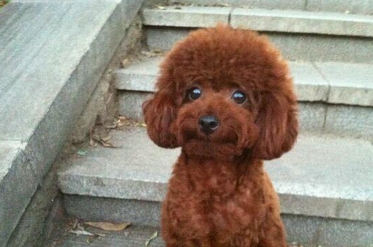 泰迪犬的目光呆滞,原来是想要干坏事了,赶紧将它抱起来