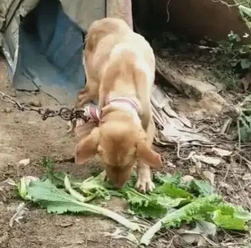 狗狗被绑在山上守菜地，瘦骨如柴，扔个苹果狼吞虎咽