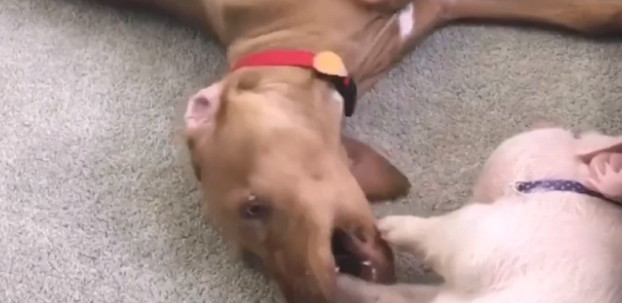 为了更好地图方便，将狗狗和猪放到一起养，一个月后觉得不太舒服