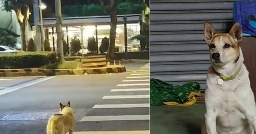 狗狗遭弃想追回主人却被撞成跛脚,如今有阴影