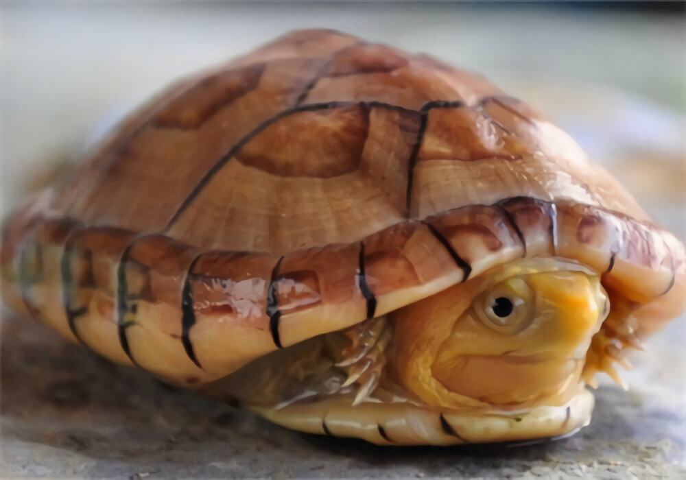 白唇泥龟身份信息